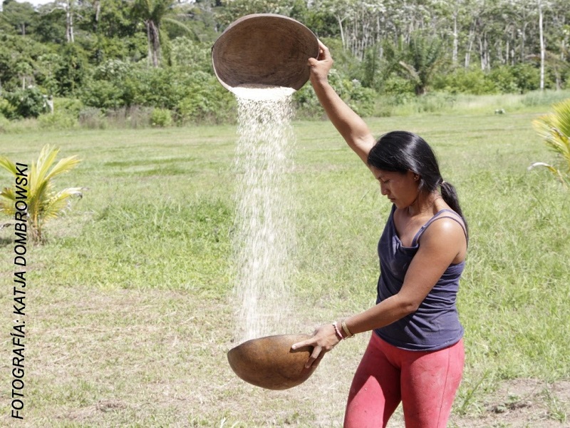 Mujer moseten en Asunción del Quiquibey en la práctica del venteado del arroz.