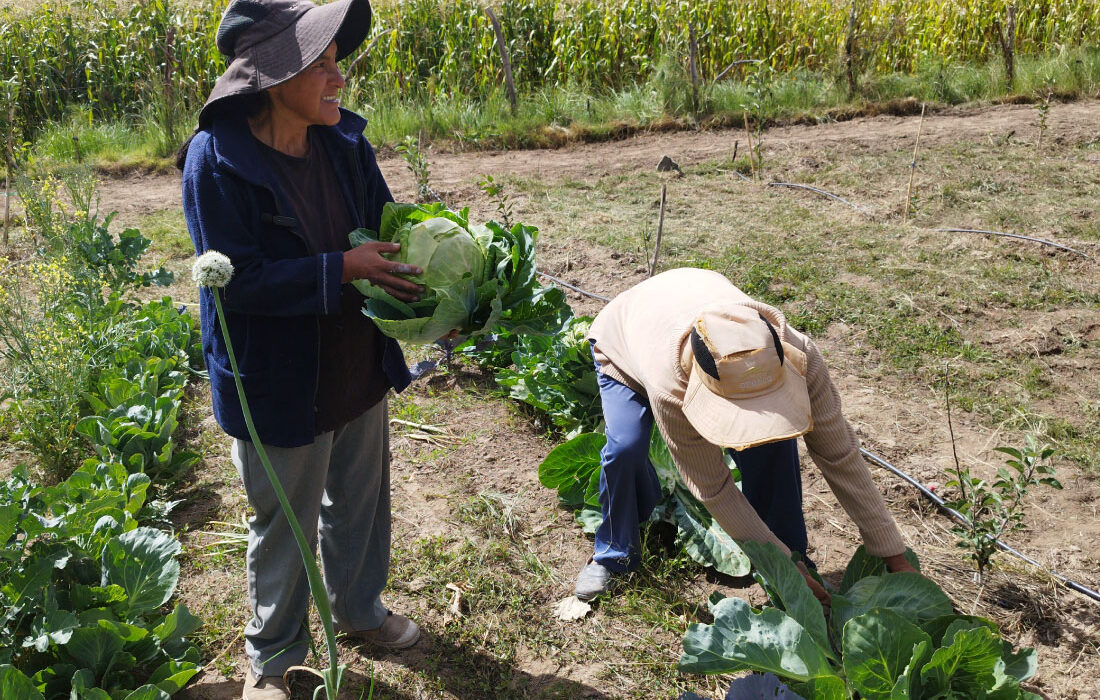 GESTIÓN SOSTENIBLE DE LOS TERRITORIOS CAMPESINOS INDÍGENAS ORIGINARIOS Y PERIURBANO DE LA MICROCUENCA DE OPLOCA