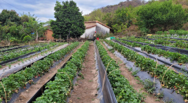 Transición Ecología Justa y defensa del medio ambiente desde tres áreas protegidas en la región Sur de Bolivia (ÁNMI Iñao, El Palmar, Reserva de Flora y Fauna Tariquía)