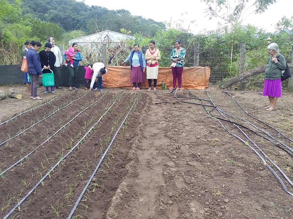 SISTEMA DE RIEGO TECNIFICADO POR GOTEO